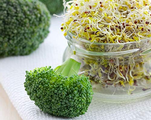 Food to Live Broccoli Seeds for Sprouting, 12 Pounds – Vegan, Kosher, Sirtfood, Bulk. Rich in Sulforaphane, Vitamin C, Vitamin A. Great for Growing Sprouts, Microgreens. High Germination Rate