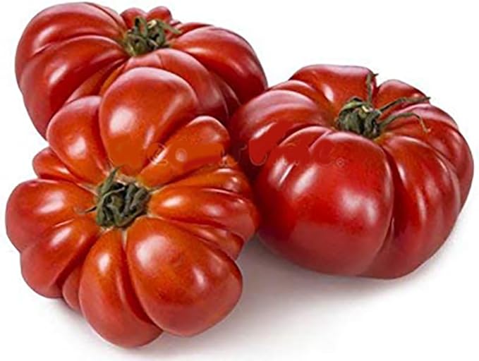 Constoluto Tomato Seeds - Large Ribbed Tomato - One of The Most Delicious Tomatoes for Home Growing,