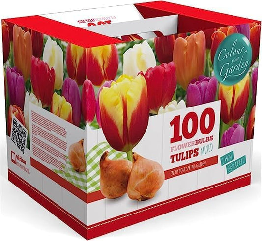 100 Darwin Tulip Mix Flower Bulb Box with Easy Carry Handle - Red, Yellow, Orange and Purple Colors - Easy to Grow Flowers - Plant in Gardens, Containers & Flowerbeds - Planting Instructions Included