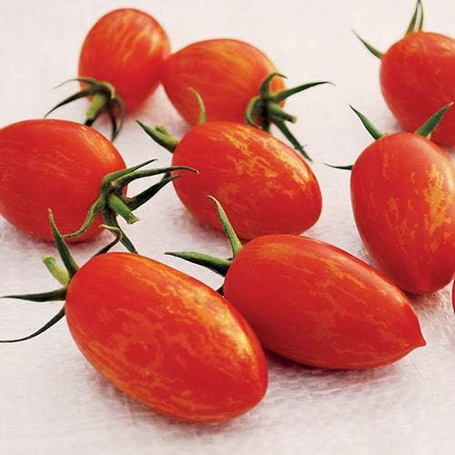 Park Seed Cherry Tomato Seeds, Planting Vegetables, Easy to Grow, Non-GMO, Variety of Colors and Sizes, Spring Garden, Red Torch, Pack of 10