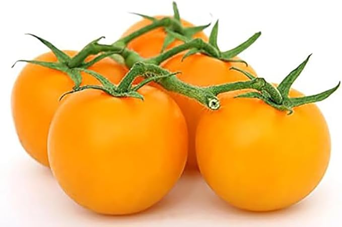 Golden Jubilee Tomato Seeds - Large Tomato - One of The Most Delicious Tomatoes for Home Growing - 100 Seeds - Non GMO - Neonicotinoid-Free.…