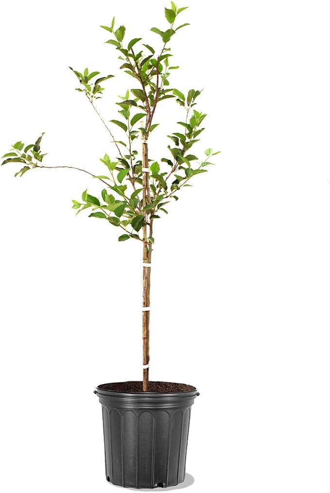 American Plant Exchange Live Golden Delicious Apple Tree, Fruit-Bearing Plant Pot for Harvest and Home and Garden Decor, 2-3' Tall, 5-Gallon Pot, Self-Pollinating Fruit
