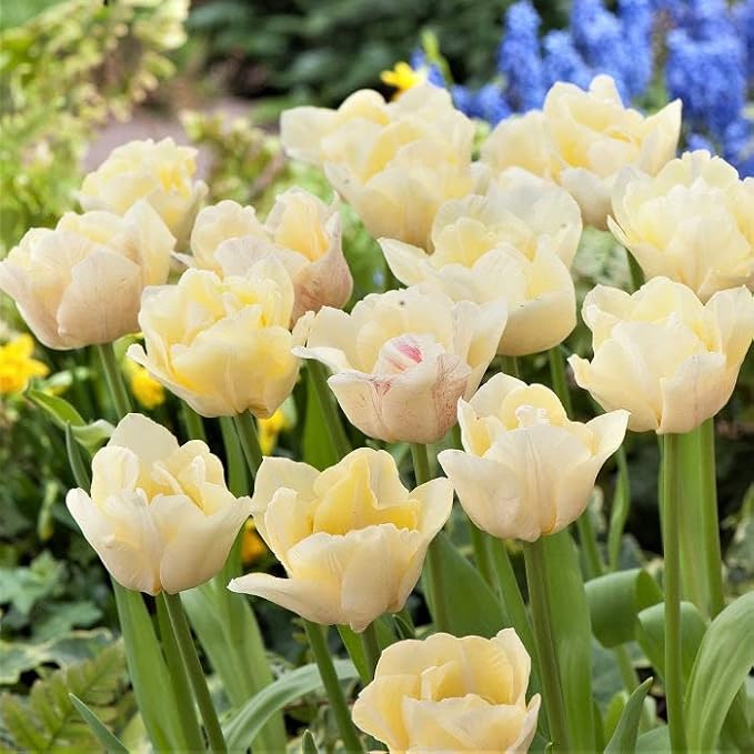 Eden Brothers Tulip Bulbs - Silkroad Non-GMO Bulbs for Planting, 50 Bulbs | Low-Maintenance Flower Bulbs, Plant During Fall Season, Zones 3, 4, 5, 6, 7, 8