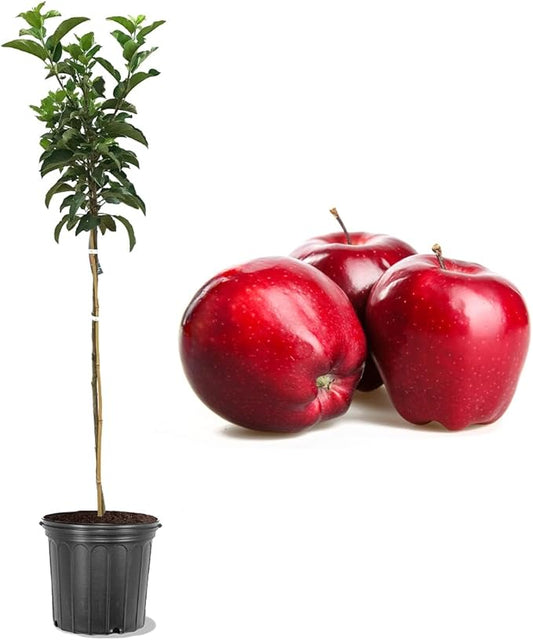 American Plant Exchange Live Red Delicious Apple Tree, Fruit-Bearing Plant Pot for Harvest and Home and Garden Decor, 3-4' Tall, 5-Gallon Pot