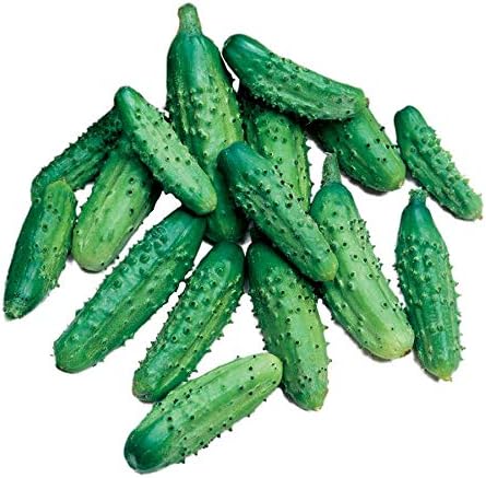 Park Seed Variety of Cucumber Seeds, Planting Cucumbers, Vegetable Seeds, Easy to Grow, Non-GMO, Perfect for Harvesting, Parisian Gherkin Hybrid, Pack of 30