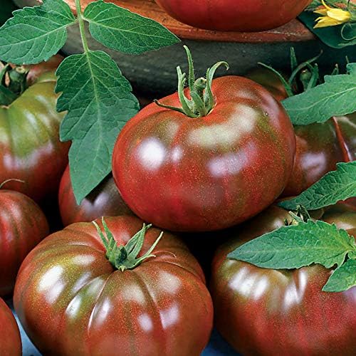 Park Seed Variety of Tomato Seeds, Planting Vegetables, Easy to Grow, Non-GMO, Perfect for Harvesting, Chef's Choice Black, Pack of 30