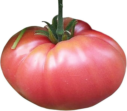 German Johnson Tomato Seeds - Large Tomato - One of The Most Delicious Tomatoes for Home Growing, Non GMO - Neonicotinoid-Free.