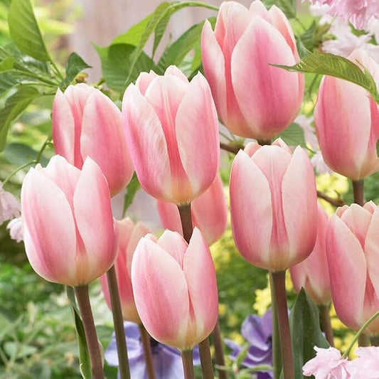 Eden Brothers Tulip Bulbs, Apricot Delight, 10 Bulbs | Perennial Flowers, Spring or Fall Planted, Full Sun, Indoor Forcing or Outdoor Planting, Easy-to-Grow | Zones 3, 4, 5, 6, 7, 8