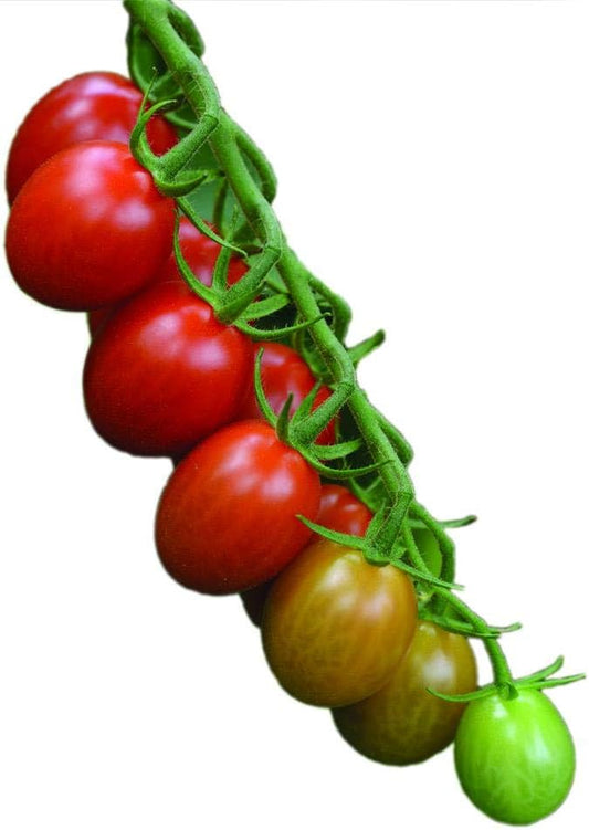 Park Seed Cherry Tomato Seeds, Planting Vegetables, Easy to Grow, Non-GMO, Variety of Colors and Sizes, Spring Garden, Sugar Rush Hybrid, Pack of 15