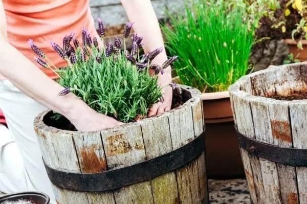 Gardenera Moisture Control Potting Mix - Perfect for Indoor and Outdoor Container Gardening! - 20 Quart