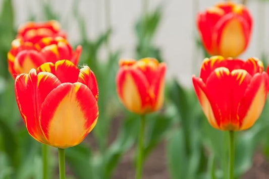 Banja Luka Tulip Bulbs - Stunning Red and Yellow Tulips (5 Bulbs)