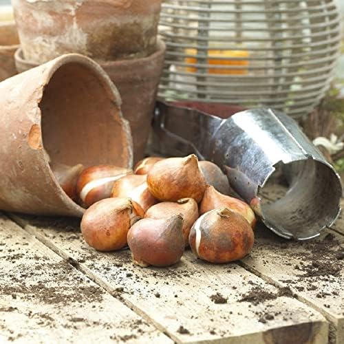 Eden Brothers Tulip Bulbs, Exotic Emperor, 10 Bulbs | Perennial Flowers, Spring or Fall Planted, Full Sun, Indoor Forcing or Outdoor Planting, Easy-to-Grow | Zones 3, 4, 5, 6, 7, 8