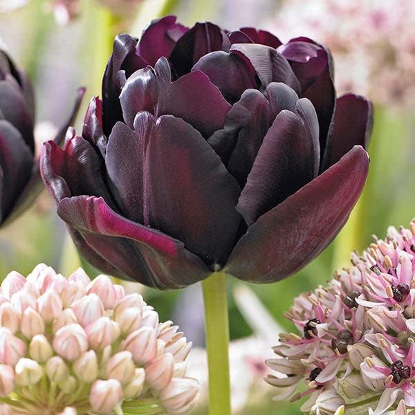 Eden Brothers Tulip Bulbs, Black Hero, 10 Bulbs | Perennial Flowers, Spring or Fall Planted, Full Sun, Indoor Forcing or Outdoor Planting, Easy-to-Grow | Zones 3, 4, 5, 6, 7, 8