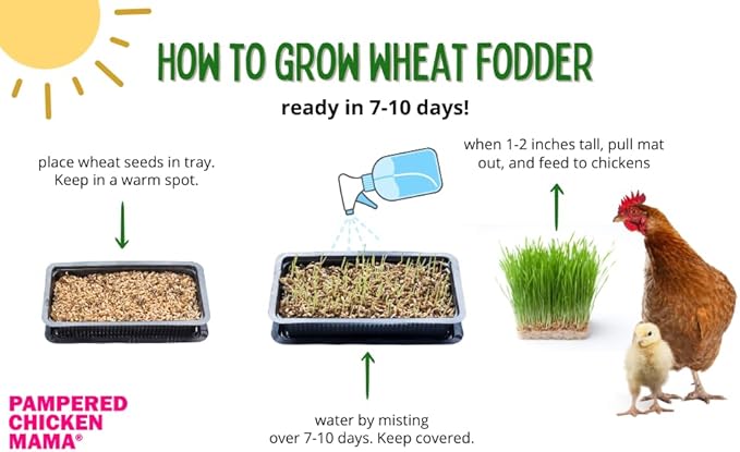Pampered Chicken Mama Non-GMO Fodder Seeds for Chickens (3 pounds), Pasture Grass Seed, Wheat Grass Seeds for Growing, Wheat Seeds for Fodder