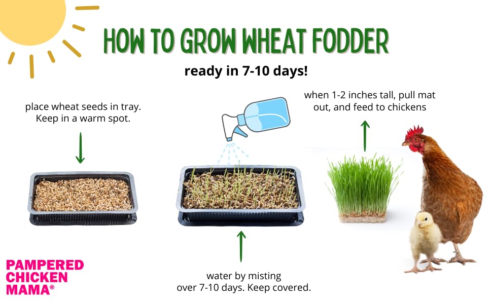 Pampered Chicken Mama Non-GMO Fodder Seeds for Chickens (3 pounds), Pasture Grass Seed, Wheat Grass Seeds for Growing, Wheat Seeds for Fodder