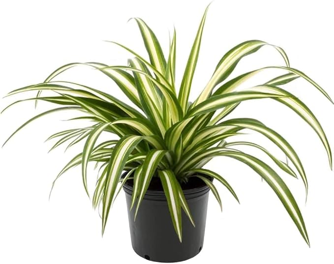 GARDENERA Premium Spider Plant Potting Soil Mix - (2 Quart Bag)