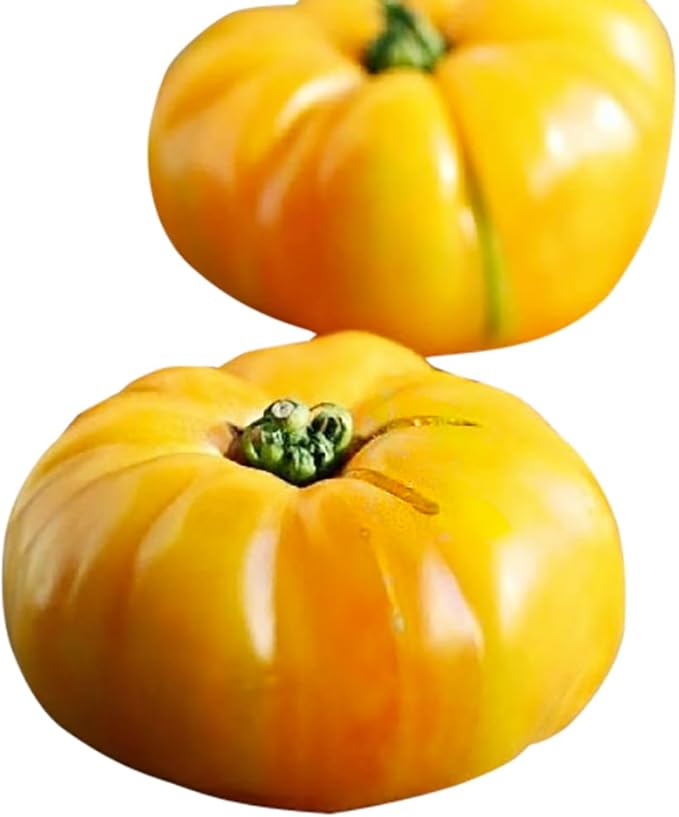 Yellow Brandywine Heirloom Tomato Seeds - Large Tomato - A Delicious Tomato for Home Growing, Non GMO - Neonicotinoid-Free.