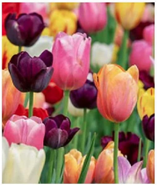 5 Queen of Night Tulip Bulbs – Deep Purple to Black Blooms – Stunning Contrast for Spring Gardens – Hardy & Easy to Grow Perennial Tulips