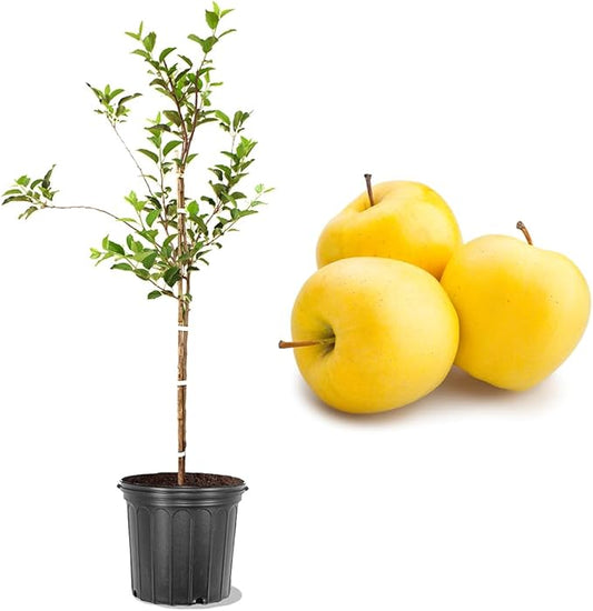 American Plant Exchange Live Golden Delicious Apple Tree, Fruit-Bearing Plant Pot for Harvest and Home and Garden Decor, 2-3' Tall, 5-Gallon Pot, Self-Pollinating Fruit