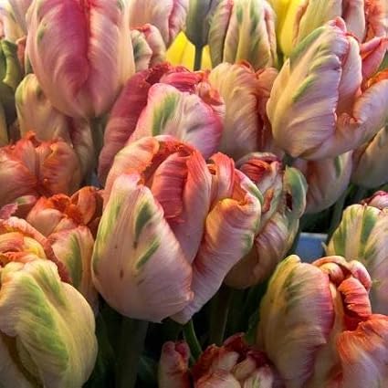 Eden Brothers Tulip Bulbs, Apricot Parrot, 10 Bulbs | Perennial Flowers, Spring or Fall Planted, Full Sun, Indoor Forcing or Outdoor Planting, Easy-to-Grow | Zones 3, 4, 5, 6, 7, 8