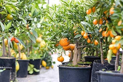 GARDENERA Citrus Tree Potting Soil Mix, Special Blend for Indoor Oranges, Lemons, Limes and More - (2 Quart Bag)