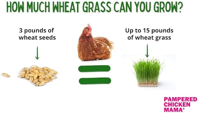 Pampered Chicken Mama Non-GMO Fodder Seeds for Chickens (3 pounds), Pasture Grass Seed, Wheat Grass Seeds for Growing, Wheat Seeds for Fodder