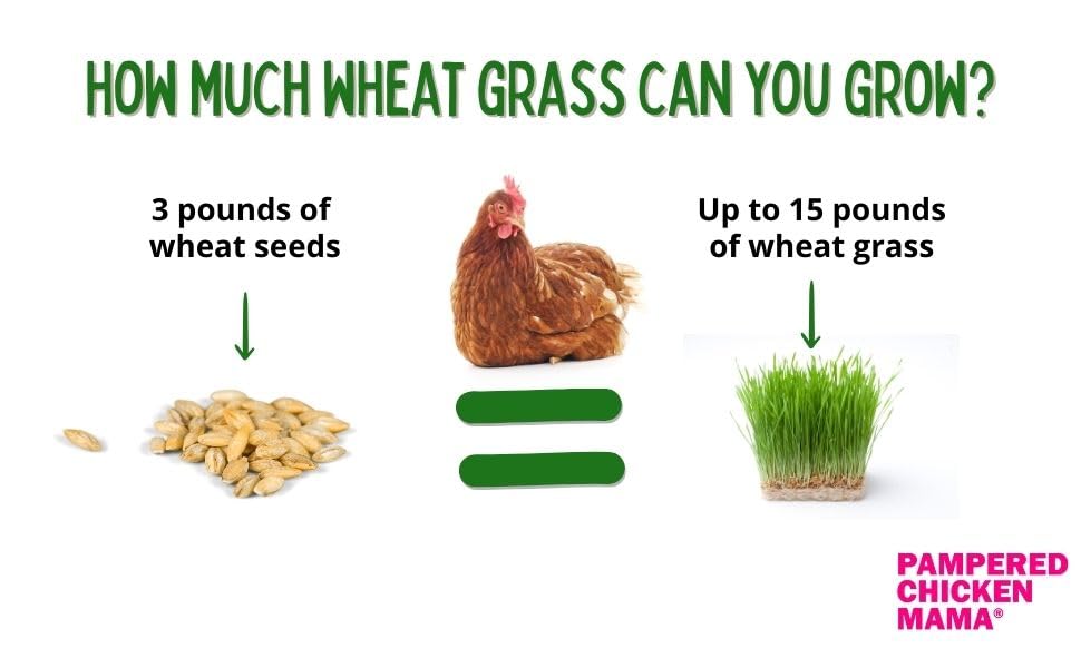 Pampered Chicken Mama Non-GMO Fodder Seeds for Chickens (3 pounds), Pasture Grass Seed, Wheat Grass Seeds for Growing, Wheat Seeds for Fodder