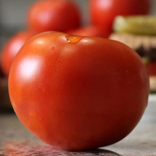 Park Seed Variety of Tomato Seeds, Planting Vegetables, Easy to Grow, Non-GMO, Perfect for Harvesting, Celebrity Plus Hybrid, Pack of 30