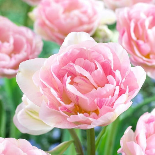 Eden Brothers Tulip Bulbs, Dreamer, 10 Bulbs | Perennial Flowers, Spring or Fall Planted, Full Sun, Indoor Forcing or Outdoor Planting, Easy-to-Grow | Zones 3, 4, 5, 6, 7, 8