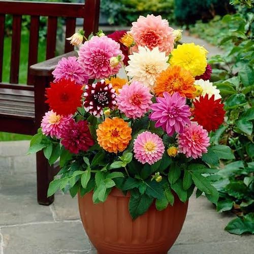 Gardenera Premium Dahlia Potting Soil Mix - Ideal for Growing Vibrant and Healthy Dahlias - 10 Quart