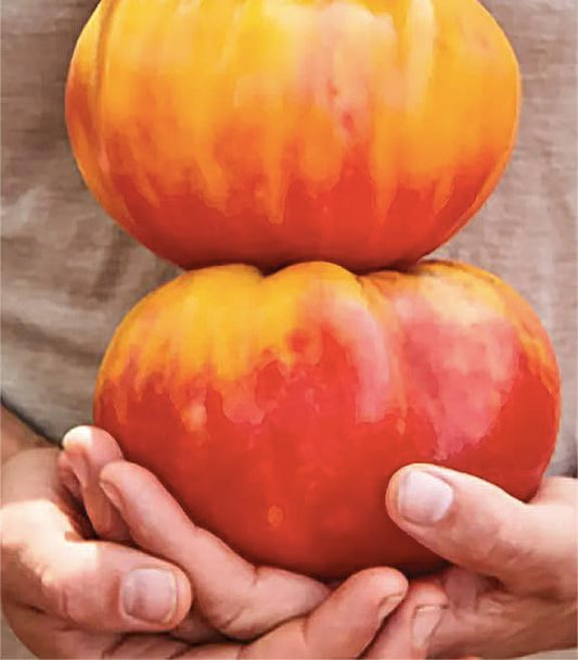 Marvel Striped Heirloom Tomato Seeds - Large Tomato - One of The Most Delicious Tomatoes for Home Growing,