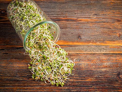 Food to Live Organic Radish Seeds for Sprouting, 10 Pounds - Non-GMO, Edible Seeds, Vegan, Kosher, Bulk. Spicy Flavor. Rich in Vitamin C. High Germitation Rate. Grow Sprouts, Microgreens for Rolls.
