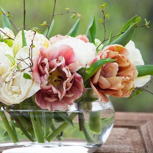 Eden Brothers Tulip Bulbs, La Belle Epoque Romantic Mix, 10 Bulbs | Perennial Flowers, Spring or Fall Planted, Full Sun, Indoor Forcing or Outdoor Planting, Easy-to-Grow | Zones 3, 4, 5, 6, 7, 8