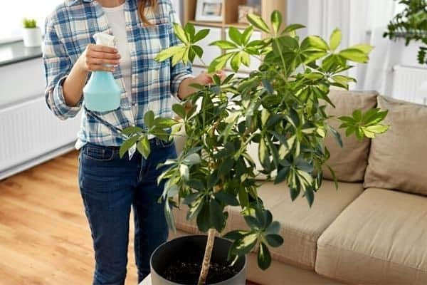 Gardenera Umbrella Plant Premium Potting Mix - 20 Quart - Nourish Your Plants with Nature's Finest Ingredients (4 Bags of 5 QT)