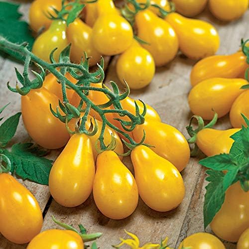 Park Seed Cherry Tomato Seeds, Planting Vegetables, Easy to Grow, Non-GMO, Variety of Colors and Sizes, Spring Garden, Yellow Pear Organic, Pack of 30