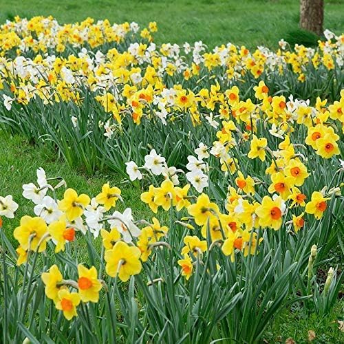 100-Pack Mixed Daffodil Bulbs – Bulk Pack of Spring-Blooming Narcissus – Deer Resistant & Cold Hardy – Easy Fall Planting - Plant in Gardens, Borders & Flowerbeds - Willard & May
