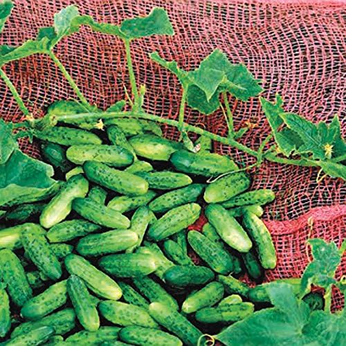 Park Seed Variety of Cucumber Seeds, Planting Cucumbers, Vegetable Seeds, Easy to Grow, Non-GMO, Perfect for Harvesting, Alibi, Pack of 30