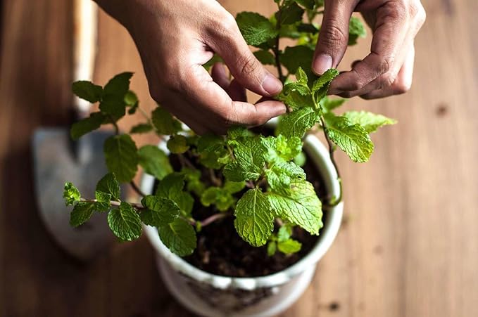 GARDENERA Spearmint Plant Potting Soil - Elevate Your Spearmint Garden with Professional Grade Nutrient-Rich Mix - 3 Quart