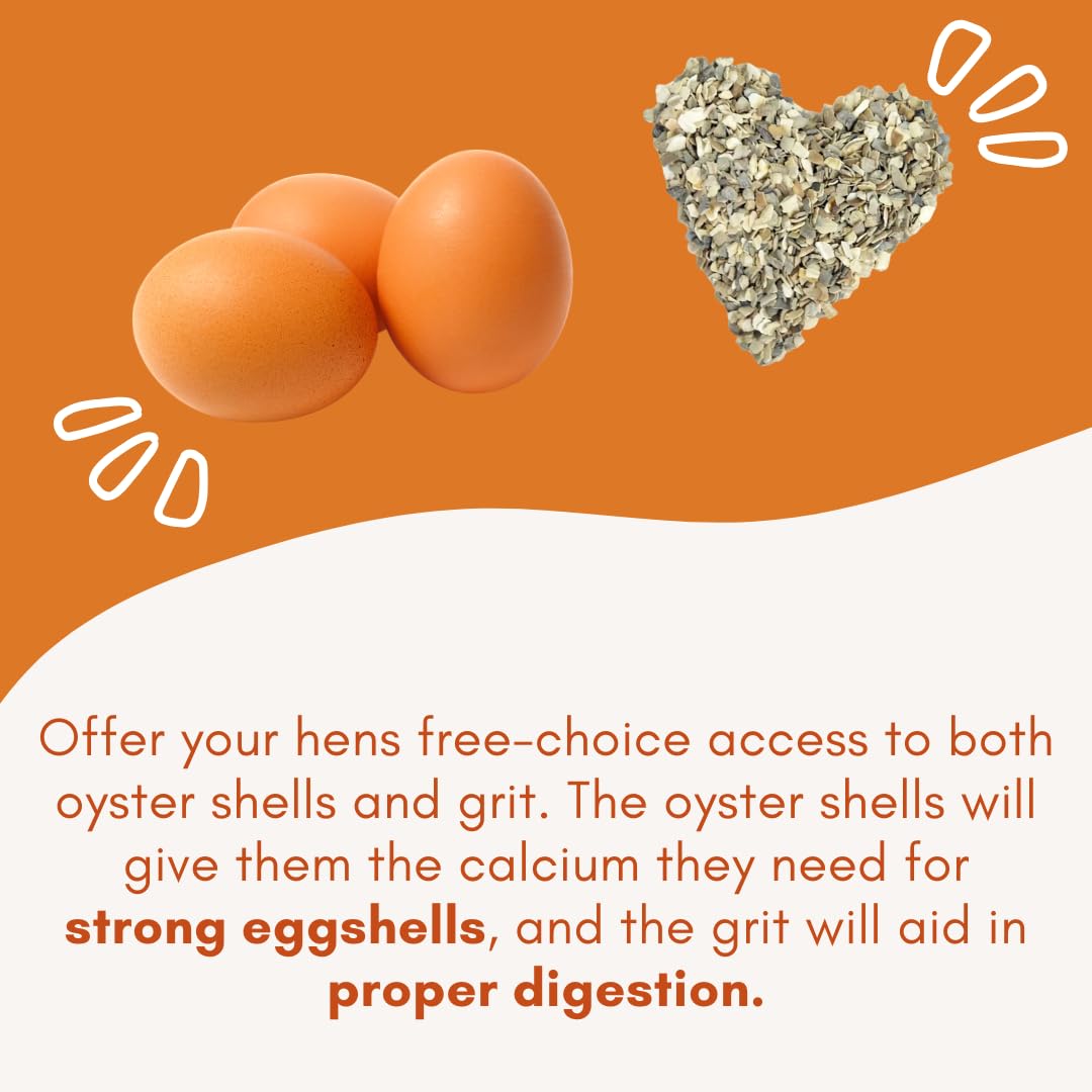 Chicken Oyster Shell Feeder and Grit Feeder Combo