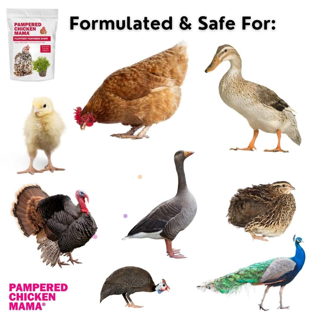 Pampered Chicken Mama Molting Supplement for Chickens: Fluffiest Feathers Ever Backyard Chicken Feed and Supplies for Hens (2 pounds)