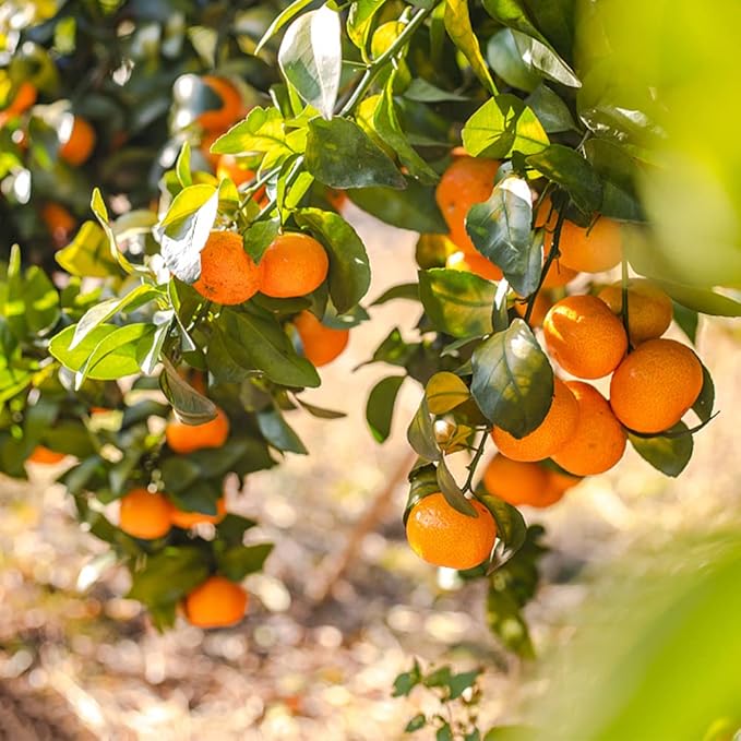 200+ Mix Dwarf Bonsai Fruit Tree Seeds for Planting, 4 Variety Individual Packs, 50+ Lemon Tree Seeds 50+ Cherry Tree Seeds 50+ Orange Tree Seeds 50+ Apple Seeds Organic Heirloom Fruit Seeds