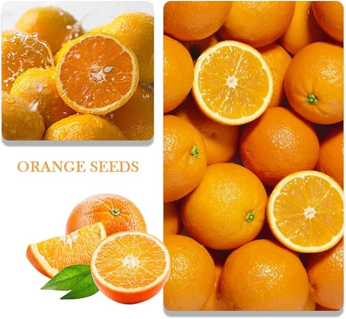 200+ Mix Dwarf Bonsai Fruit Tree Seeds for Planting, 4 Variety Individual Packs, 50+ Lemon Tree Seeds 50+ Cherry Tree Seeds 50+ Orange Tree Seeds 50+ Apple Seeds Organic Heirloom Fruit Seeds