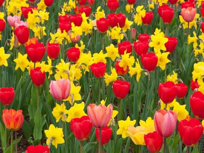 100 Count Tulip & Daffodil Mix Flower Bulb Box with Easy Carry Handle - Red, Yellow & Hybrid Colors - Easy to Grow Flowers - Plant in Gardens, Containers & Flowerbeds - Planting Instructions Included