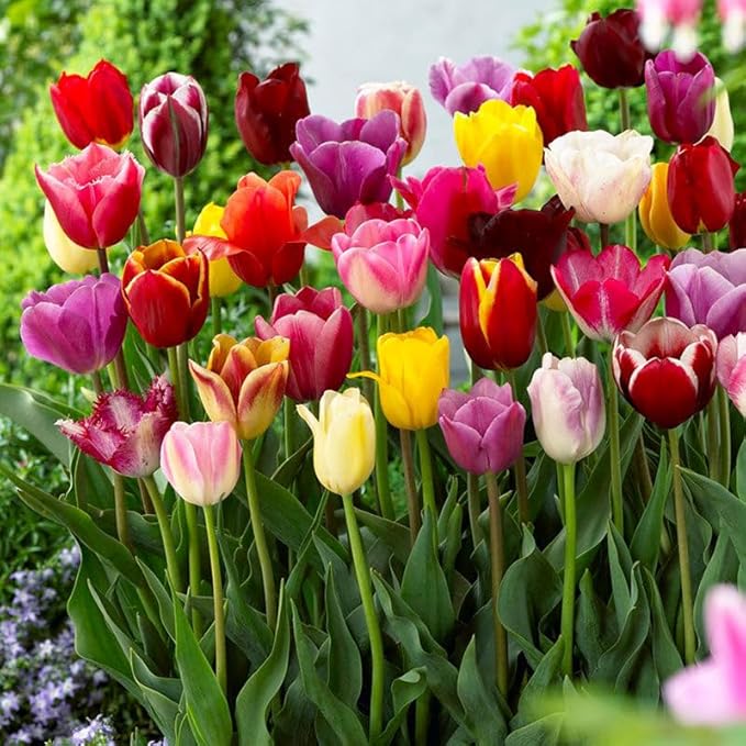 Eden Brothers Tulip Bulbs, Border Mix, 10 Bulbs | Perennial Flowers, Spring or Fall Planted, Full Sun, Indoor Forcing or Outdoor Planting, Easy-to-Grow | Zones 3, 4, 5, 6, 7, 8