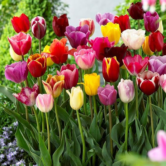 Eden Brothers Tulip Bulbs, Border Mix, 10 Bulbs | Perennial Flowers, Spring or Fall Planted, Full Sun, Indoor Forcing or Outdoor Planting, Easy-to-Grow | Zones 3, 4, 5, 6, 7, 8