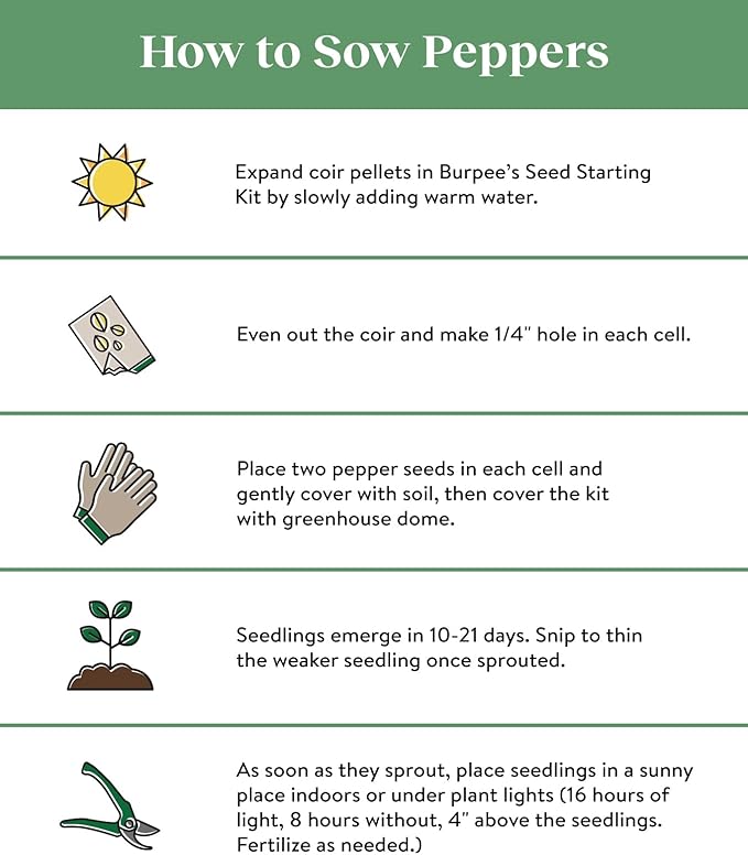 Burpee Organic Pepperoncini Greek Hot Pepper Seeds | 300 Non-GMO for Planting Home Garden| Mildly Hot Light Yellow Peppers