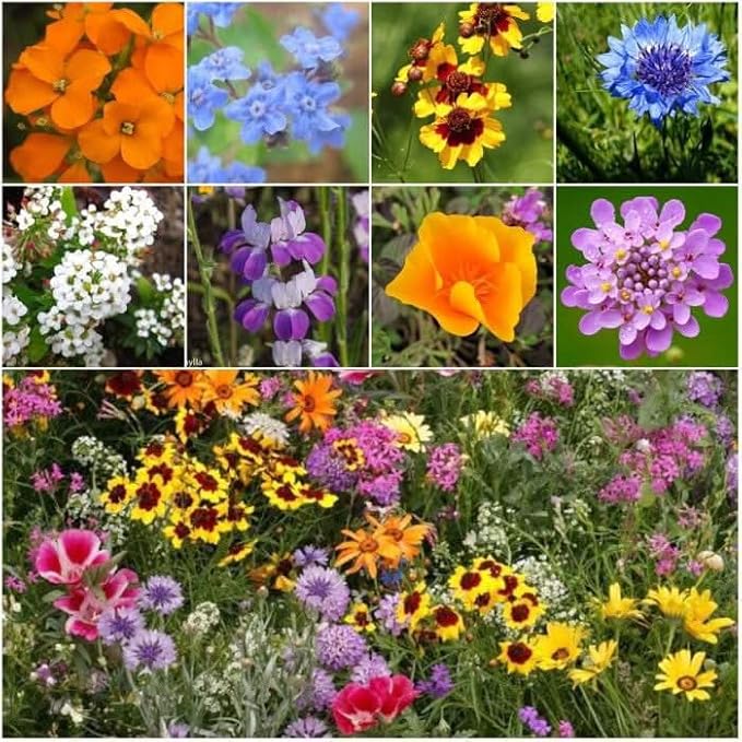 Seed Needs Low Growing Wildflower Flower Seeds for Planting | 1 Ounce Mixture/Blend 17 Varieties | Resealable Package Multicolored Blooms Open Pollinated Mixed Species | Bulk