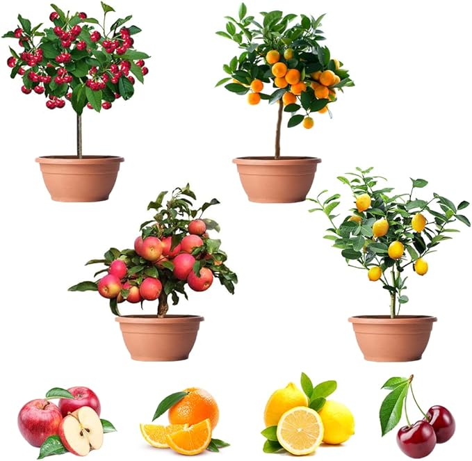 200+ Mix Dwarf Bonsai Fruit Tree Seeds for Planting, 4 Variety Individual Packs, 50+ Lemon Tree Seeds 50+ Cherry Tree Seeds 50+ Orange Tree Seeds 50+ Apple Seeds Organic Heirloom Fruit Seeds