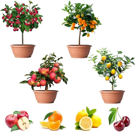 200+ Mix Dwarf Bonsai Fruit Tree Seeds for Planting, 4 Variety Individual Packs, 50+ Lemon Tree Seeds 50+ Cherry Tree Seeds 50+ Orange Tree Seeds 50+ Apple Seeds Organic Heirloom Fruit Seeds