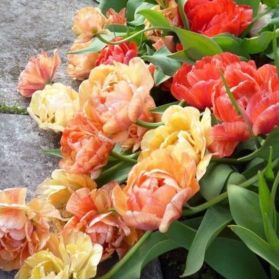 Eden Brothers Tulip Bulbs, Double Gudoshnik, 10 Bulbs | Perennial Flowers, Spring or Fall Planted, Full Sun, Indoor Forcing or Outdoor Planting, Easy-to-Grow | Zones 3, 4, 5, 6, 7, 8
